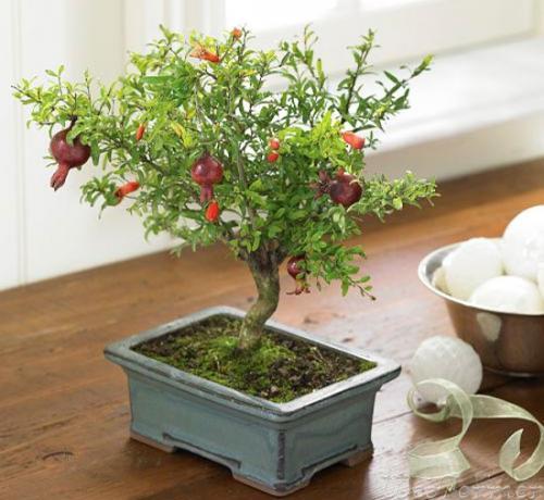 Мы выращиваем гранат дома? 01 Мы выращиваем гранат дома? 01