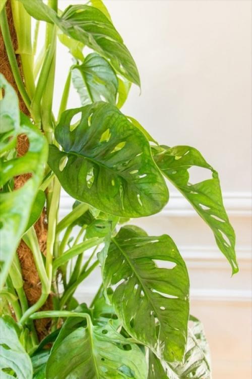 Использование монстеры в дизайне интерьера. 03