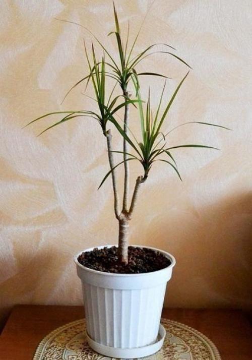 Как обновить драцену? 04