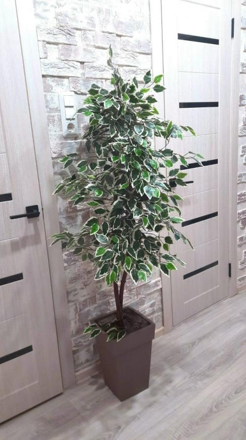 Ищете идеальное зелёное дерево для дома? 05