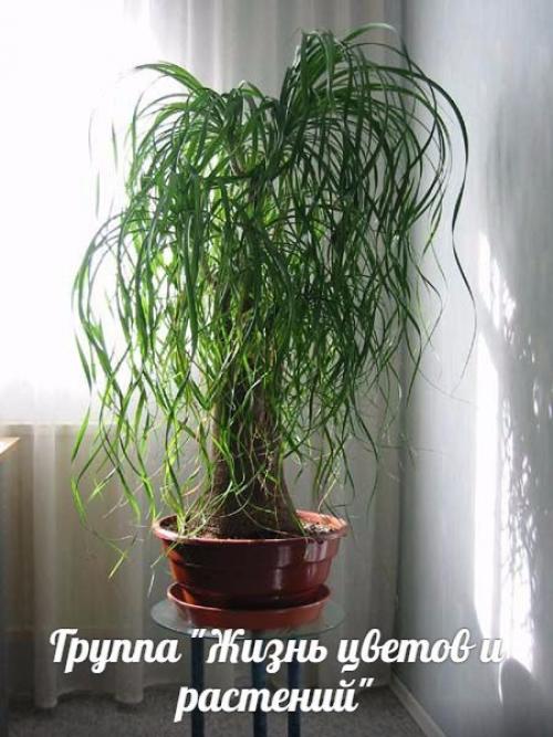 Мы выбираем растение солитер для комнаты. 01