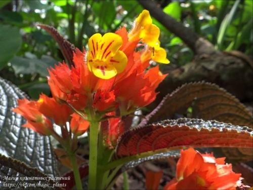 Хризотемис. Хризотемис - род эффектных ярких растений семейства геснериевых. 05