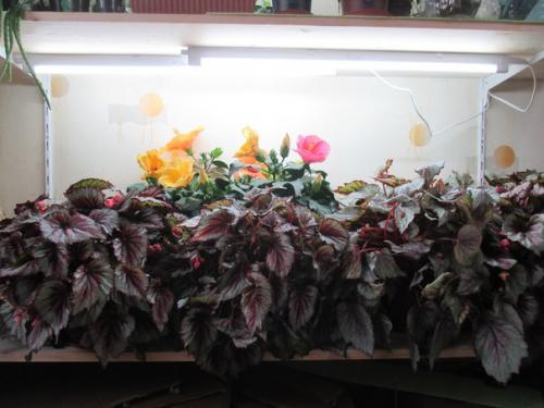 Главные вопросы об адаптации домашних цветов. 03