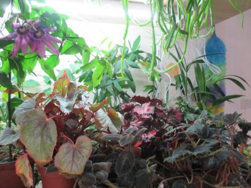 Главные вопросы об адаптации домашних цветов. 02