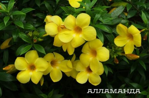 Редкие, но очень красивые комнатные растения. 02