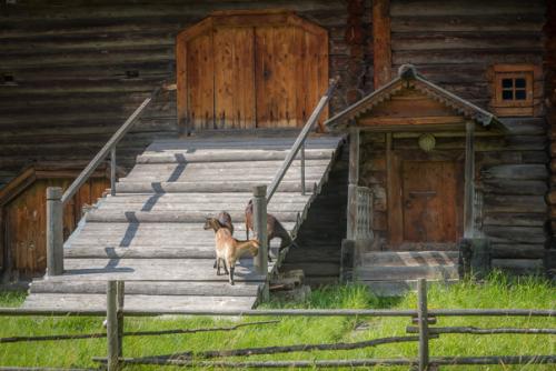 На окраине Вологды, если выезжать из нее в сторону белого озера, в деревне семенково находится совершенно потрясающий музей деревянного зодчества. 05 На окраине Вологды, если выезжать из нее в сторону белого озера, в деревне семенково находится совершенно потрясающий музей деревянного зодчества. 05