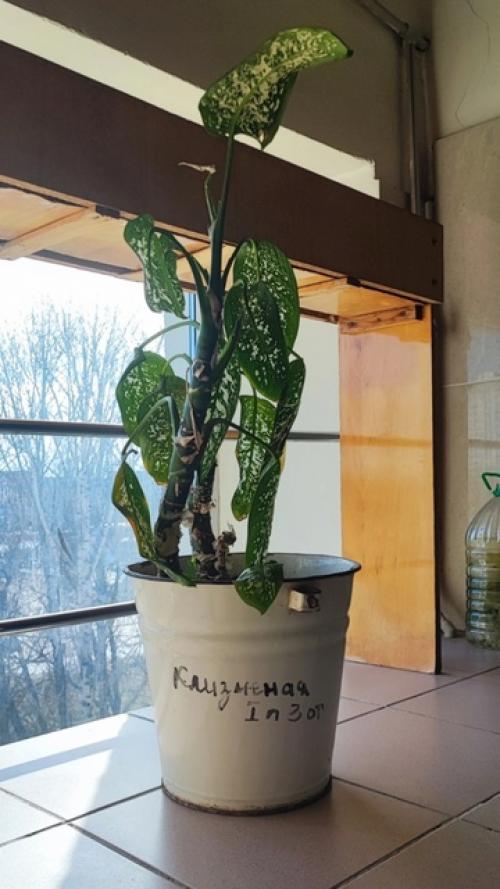 Заметки о цветах от капитана очевидность. 07 Заметки о цветах от капитана очевидность. 07