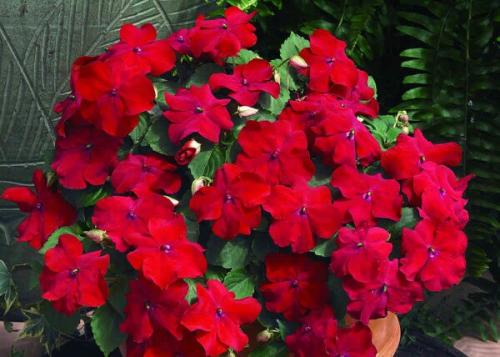 Бальзамин.  Он же Ванька мокрый. 07