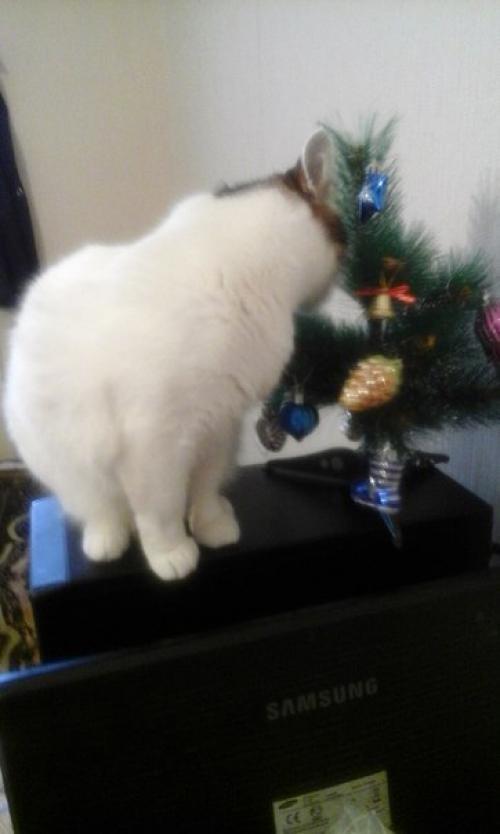 Новый год можно по разному встречать. 03