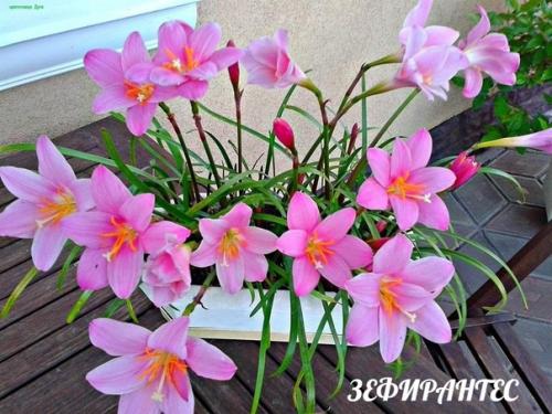 Редкие, но очень красивые комнатные растения. 01