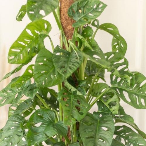 Использование монстеры в дизайне интерьера. 01