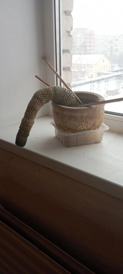 Заметки о цветах от капитана очевидность. 01 Заметки о цветах от капитана очевидность. 01