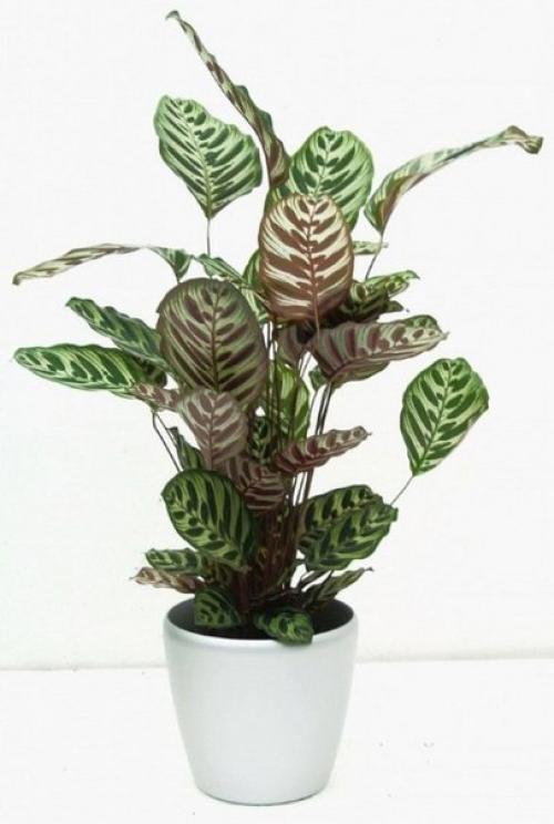 Калатея - молитвенный цветок? 06