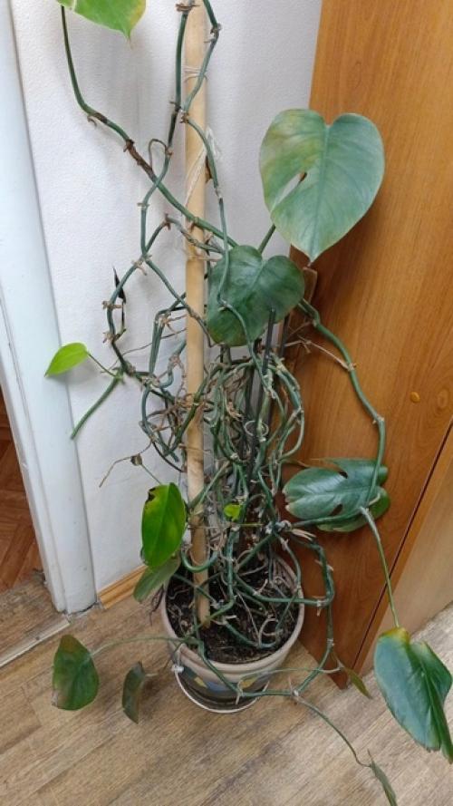 Заметки о цветах от капитана очевидность. 03 Заметки о цветах от капитана очевидность. 03