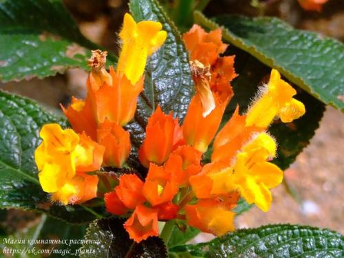 Хризотемис. Хризотемис - род эффектных ярких растений семейства геснериевых. 04