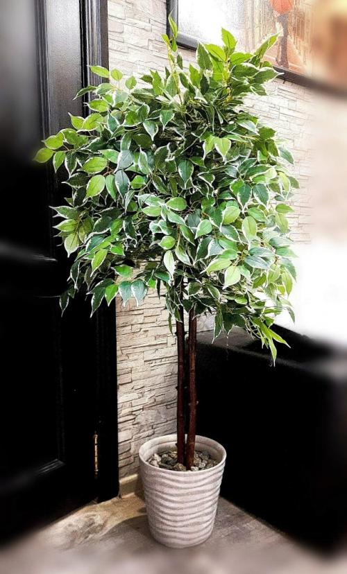 Ищете идеальное зелёное дерево для дома? 02