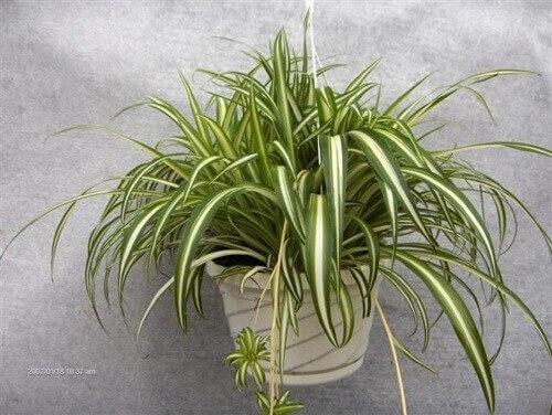 10 растений, которые принесут удачу и счастье в ваш дом. 02