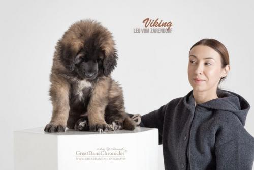 Студийную фотографию собак можно разбить на три основные группы: 05