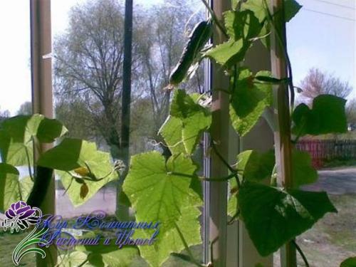 Как вырастить огурцы на подоконнике? 01