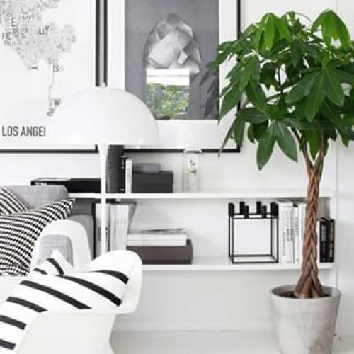 10 Неубиваемых растений для вашего дома. 01