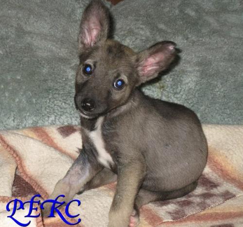 Олечка стрельцова.  Рекса теплом своего сердца согрейте!