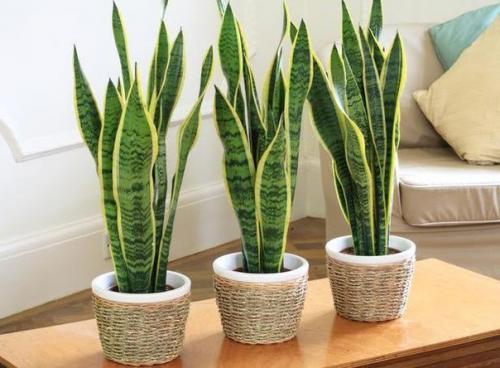 10 Неубиваемых растений для вашего дома. 06