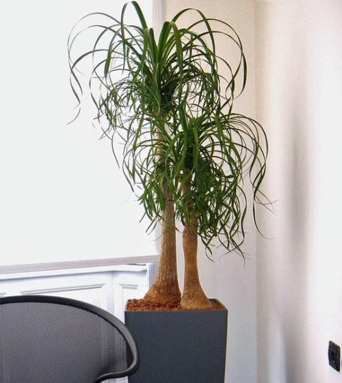 10 Неубиваемых растений для вашего дома. 07