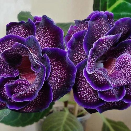 Глоксиния (синнингия красивая). 04