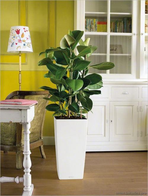 10 Неубиваемых растений для вашего дома. 03
