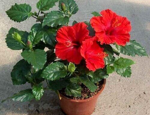 10 растений, которые принесут удачу и счастье в ваш дом. 07