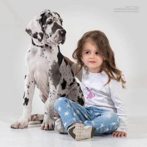 Студийную фотографию собак можно разбить на три основные группы: 03