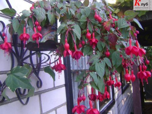 Фуксия: обрезка, размножение, перевалка и пересадка красавицы. 02