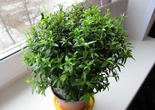 Залог долголетия мирта? 01