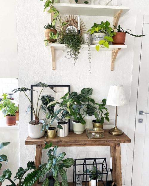 Ирина из Волгограда свою белоснежную квартиру в зеленые джунгли превращает. 01