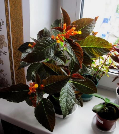 Хризотемис.  Хризотемис - род эффектных ярких растений семейства геснериевых. 02