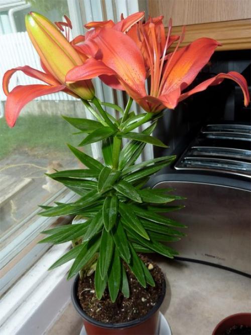 Как выращивать лилии в доме? 05 Как выращивать лилии в доме? 05