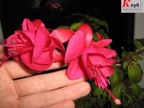 Фуксия: обрезка, размножение, перевалка и пересадка красавицы. 01