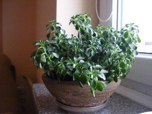 10 растений, которые принесут удачу и счастье в ваш дом. 04