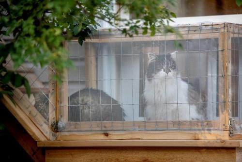 Рубрика фантастические котодизайны. 03