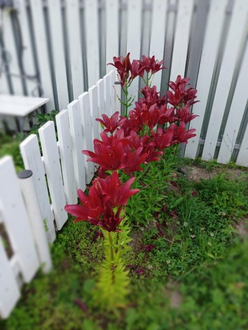 Очень красивые интерьеры вы публикуете, смотрю и мечтаю. 06