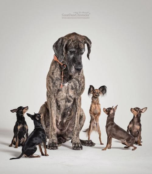 Студийную фотографию собак можно разбить на три основные группы: 04