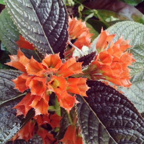 Хризотемис.  Хризотемис - род эффектных ярких растений семейства геснериевых. 01