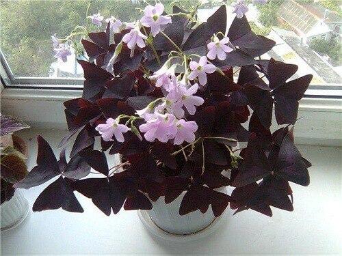 10 растений, которые принесут удачу и счастье в ваш дом. 01