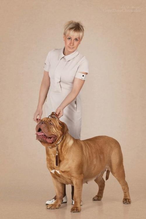 Студийную фотографию собак можно разбить на три основные группы: 02