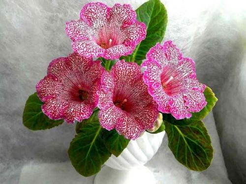 Глоксиния (синнингия красивая). 03