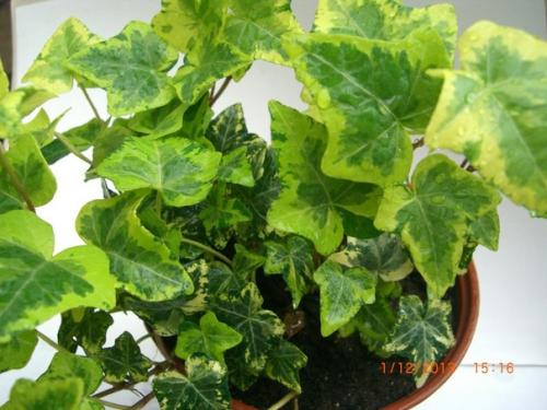 Хедера комнатный плющ.