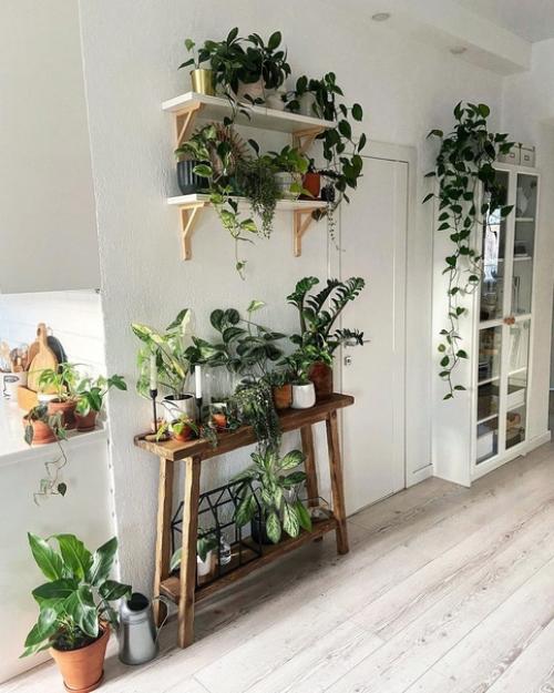 Ирина из Волгограда свою белоснежную квартиру в зеленые джунгли превращает. 02