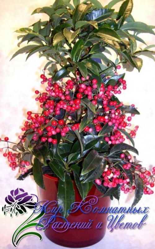 Красное ожерелье ардизии? 01