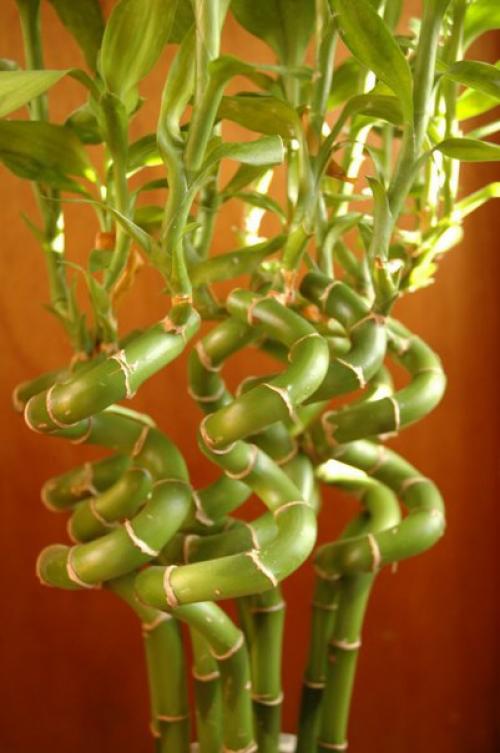 Драцена сандера, или Бамбук Счастья? 04