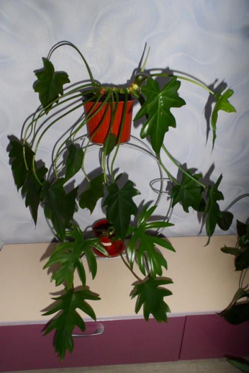 Мне нравится оформлять дом цветами и зеленью, продумываю где будут находится те или иные растения. 01